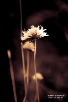 31k fotoart foto fotografie kunst composing bildbearbeitung blumen landschaft tiere portrait stil weithaler norbert